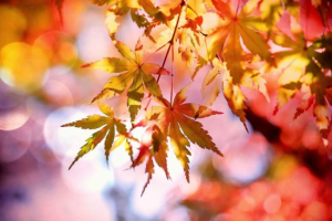 Der besondere Nachmittag - Tag des Herbstspaziergangs